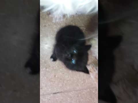 La primera gata negra de ojos azules en Ecuador CIELO