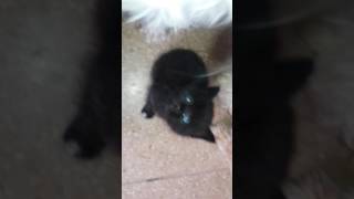 La primera gata negra de ojos azules en Ecuador CIELO