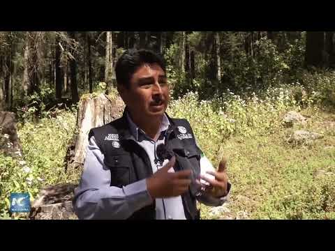 Cruzando montañas, explorando el viaje mágico de las mariposas monarca