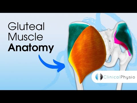 Gluteal Muscle Anatomy | What’s the Difference between the Gluteal Muscles? Expert Physio Guide