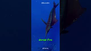 Download lagu Sailfish Speed Demon 🌊  #buzzbilt #shorts  #animals #nature #wildcreatures #wildlife #wildlifetales mp3