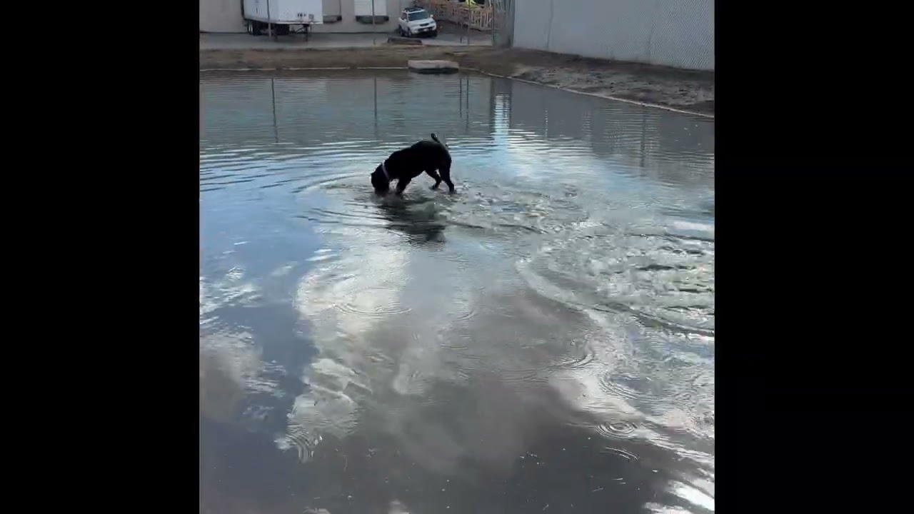 Enlarge Moogli, a ADOPTABLE mixed breed in Sacramento, CA video 5/5