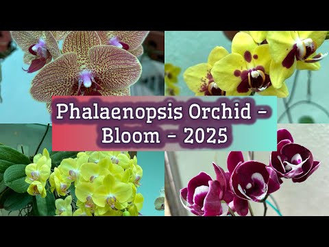 PHALAENOPSIS  ORCHID  - BLOOM - 2025