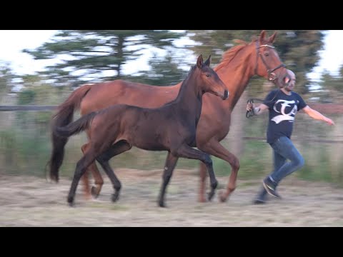 *2021 Hengst von Diamond First - Wolkentanz I