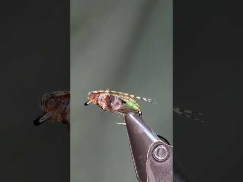 What's Your Opinion?