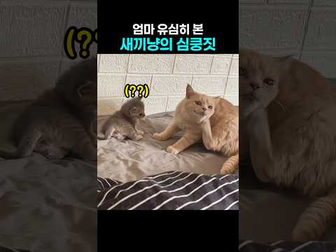 엄마 따라 하다가.. 논리회로 꼬인 새끼냥 반응