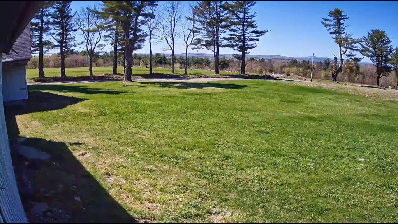 Live webcam view of North Yard Cam at the Raccoon Saloon