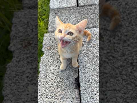 Kitten meowing to attract cats || Cat sound to attract cats  #shorts  #youtubeshorts #cat #catsound