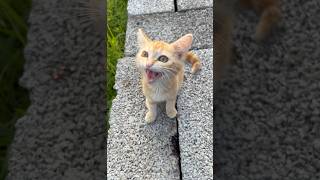 Kitten meowing to attract cats || Cat sound to attract cats  #shorts  #youtubeshorts #cat #catsound