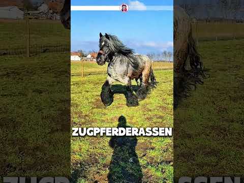 🐴 Brabanter Pferde – Die Kraftgiganten Belgiens #interessant