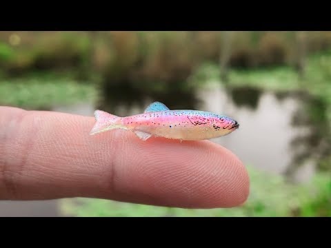 World's Smallest Swimbait Fishing Challenge