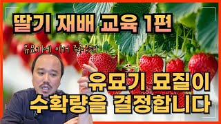 딸기 영양관리, 유묘기부터 시작해야 하는 이유 | 딸기 재배교육 1편 | 농사 100단