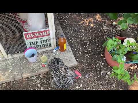 Am I Giving My Chickens Cat Food?! - Five Minute Chicken Tips!