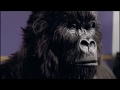 Cadbury S Gorilla Playing Drums Advert Commercial