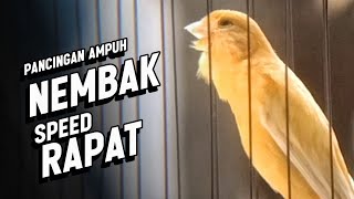 Download lagu #011 Suara Burung KENARI GACOR PANJANG Emosi Cuit Cuit NGEROL Cocok utk Masteran Murai Batu mp3 Download lagu #011 Suara Burung KENARI GACOR PANJANG Emosi Cuit Cuit NGEROL Cocok utk Masteran Murai Batu mp3