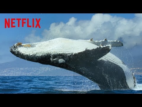 우리의 지구 | 공식 예고편 [HD] | Netflix 예고편