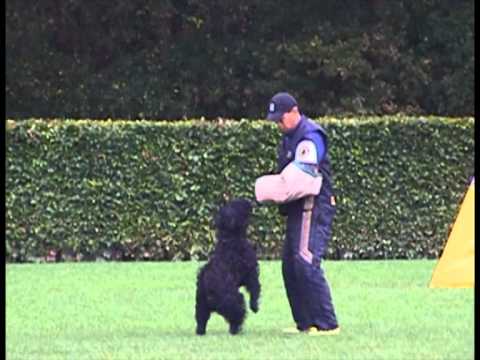 Worldchampionship Bouvier IPO 3