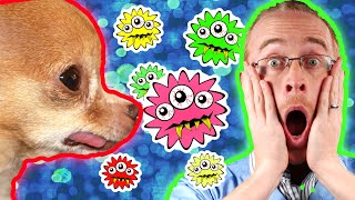 7 Common And Deadly Diseases You Can Catch From Your Pet