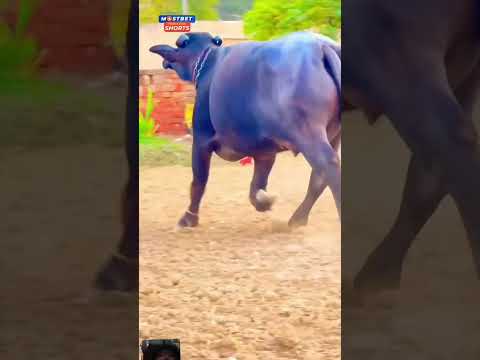 Buffalo🐃 milk Buffalo baby #buffalo #cow #bull #animals #mrandmrs181