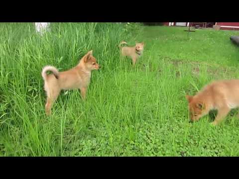 download lagu mp3 mp4 Rymy eskie, download lagu Rymy eskie gratis, unduh video klip Rymy eskie