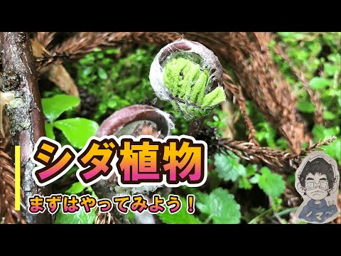 剣シダ 植物