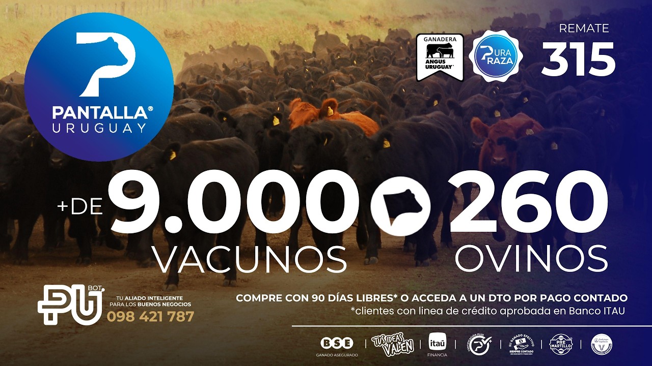 Ver transmisión en vivo
