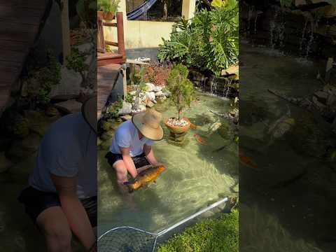 Milagrosa se foi 🥲😔.  #shorts