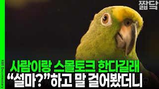 [미방분 단독공개] 진짜 대화가 될 줄은 몰랐다.. 천재 앵무새에 말 걸면 생기는 일 | KBS 20251114 방송