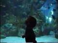 Fish Heads Sesame Street Style Segment