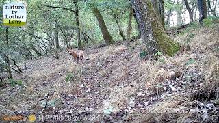 Wildkmamera: GardePro E8 2.0 Pro