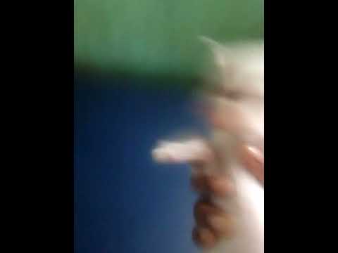 Cute little cat is playing❤️ // And  her mother😺😙😽