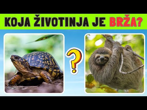 Ko pobeđuje u ovoj trci ? SPRINT KVIZ ! 🐆🦌