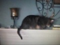 Catscratch Theme