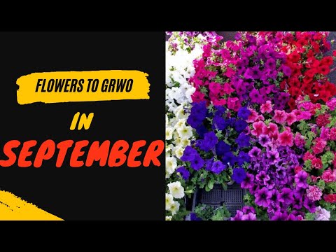 Flowers That Can Be Grown In September/ Flower Seeds to sow in September -- 22