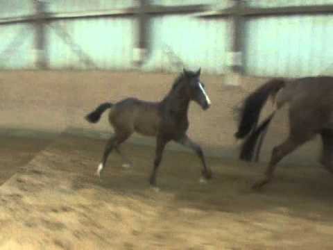 HF2015 Finest Diamond Hit komplett