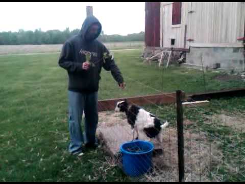 Fainting goat  Hilarious