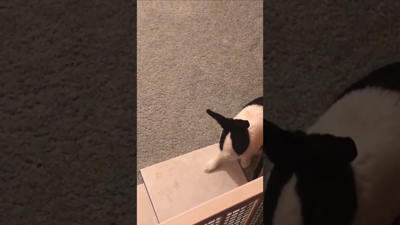 Foodie, a Adoptable Dutch in The Woodlands, TX video 5/5