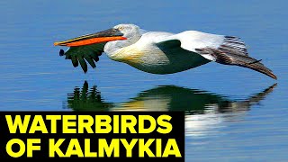 Download lagu WATER Birds Of The Kalmyk Steppe // Astrakhan, Russia mp3