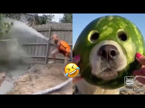 Lustige Videos witzige Tiere