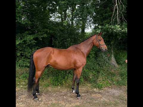 Caesar Z ☆ (CHAMAN x ZAPATERO VDL) - Video 2 video thumbnail