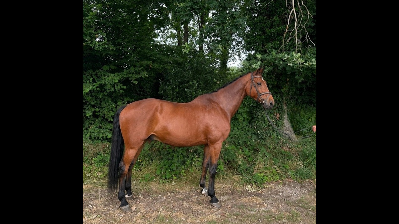 Caesar Z ☆ (CHAMAN x ZAPATERO VDL) video 1