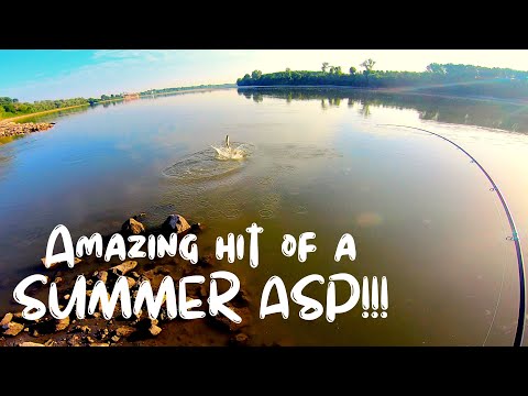 BIG HIT of a summer ASP ... ASP and light WELS CATFISH FISHING!