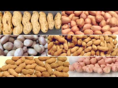All about groundnuts