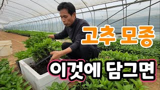 고추 심기전 이것에 담그면 뿌리 활착 두배는 빨라요