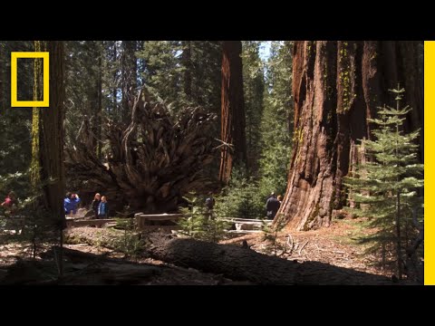 image-What are the major attractions in Yosemite National Park?