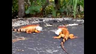 preview picture of video 'Neon Orange Iguana stand off Fort Lauderdale FLA. (Wilton Manors FL) And no thats not Photoshop!'