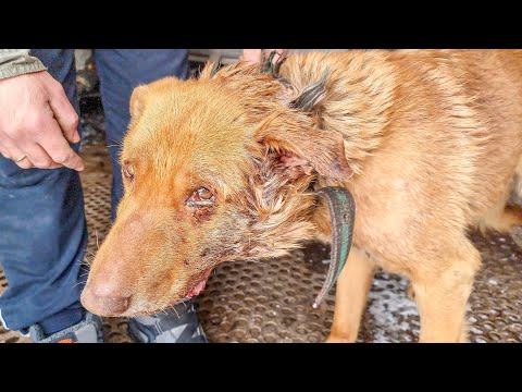 На бездомную собаку натравили цепного алабая Пес еле ходит