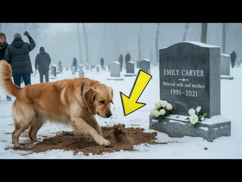 A dog dug up a grave during the funeral, and what was found inside shocked everyone!