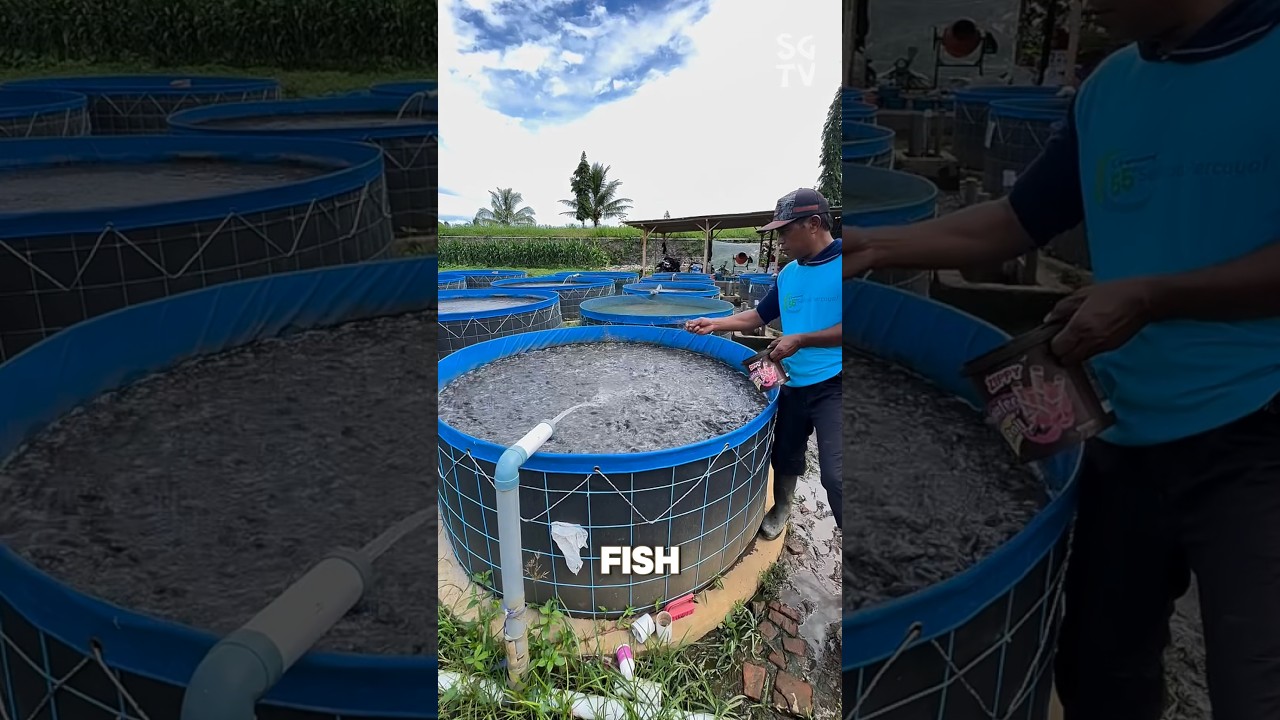 Catfish cultivation in Indonesia