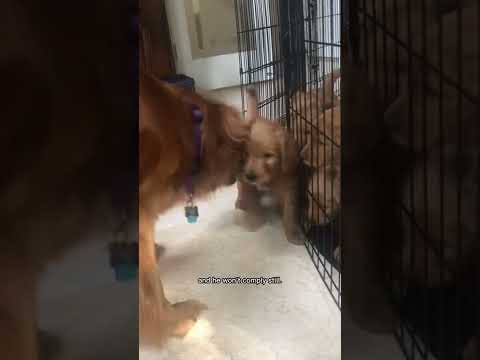 Mama dog disciplines her puppy! #puppies #goldendoodle #goldenretriever